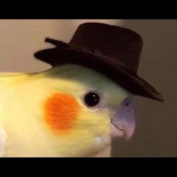 Meet your Posher, Kyle - Picture 1 of 1